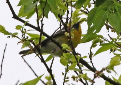 Tropical Parula 2024-03-03
