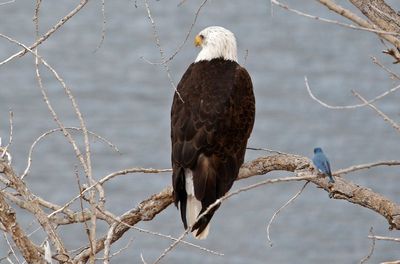 Bald Eagle and Mountain Bluebird 2024-04-10