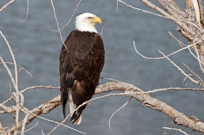 Bald Eagle 2024-04-10