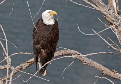 Bald Eagle 2024-04-10