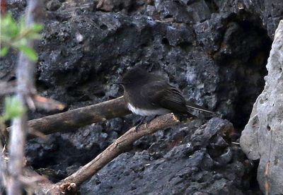 Black Phoebe 2024-04-21