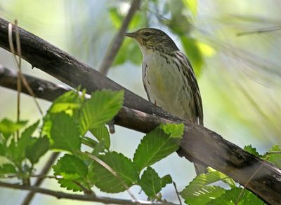 Blackpoll Warbler 2024-05-13