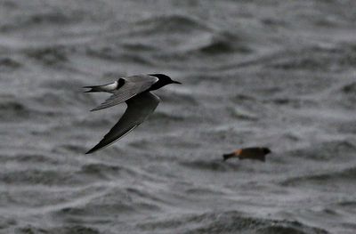 Black Tern 2024-05-05