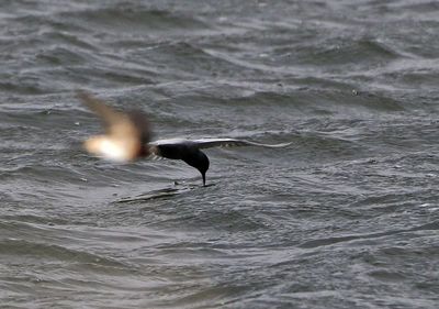 Black Tern 2024-05-05