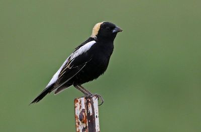 Bobolink 2024-05-20
