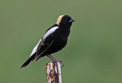 Bobolink 2024-05-20