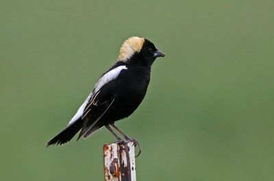 Bobolink 2024-05-20