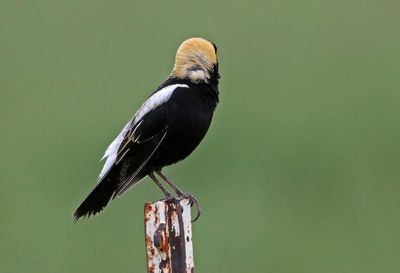 Bobolink 2024-05-20