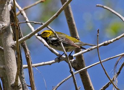 Black-throated Green Warbler 2024-05-13