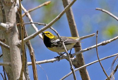 Black-throated Green Warbler 2024-05-13