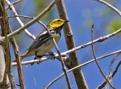 Black-throated Green Warbler 2024-05-13