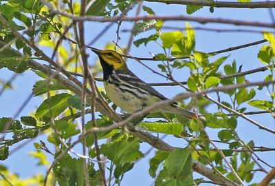 Black-throated Green Warbler 2024-05-13