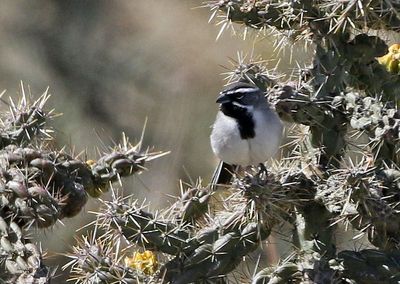 Black-throated Sparrow 2024-03-30