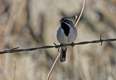 Black-throated Sparrow 2024-03-30
