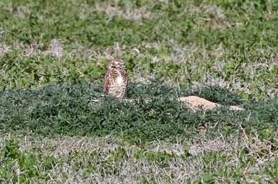 Burrowing Owl 2024-05-19