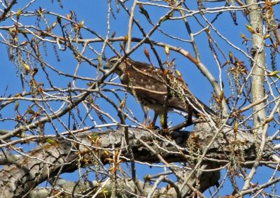 Broad-winged Hawk 2024-04-24