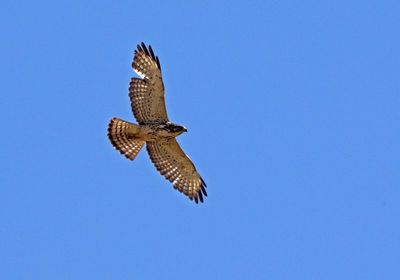 Broad-winged Hawk 2024-04-24