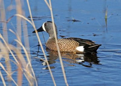 Blue-winged Teal 2024-04-30