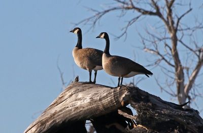 Canada Goose 2024-03-18
