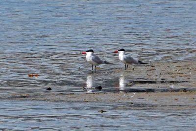 Caspian Tern 2024-04-22