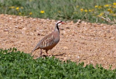 Chukar 2024-04-22