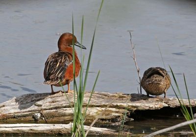 Cinnamon Teal 2024-04-22