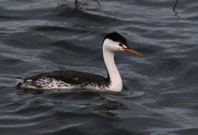 Clark's Grebe 2024-05-05