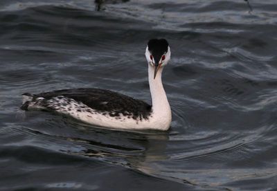 Clark's Grebe 2024-05-05