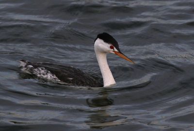 Clark's Grebe 2024-05-05