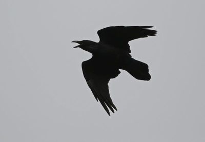 Common Raven 2024-05-05