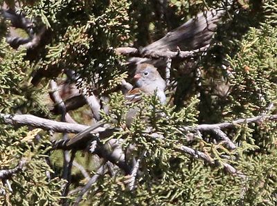 Field Sparrow 2024-03-30