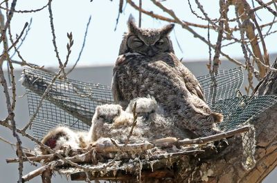 Great Horned Owl 2024-04-09