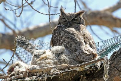 Great Horned Owl 2024-04-09