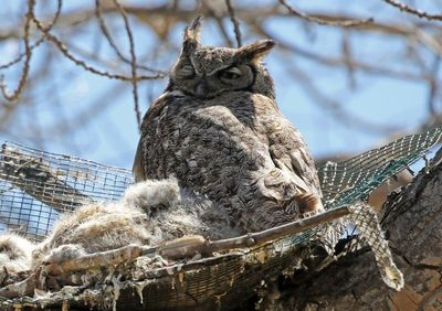 Great Horned Owl 2024-04-09