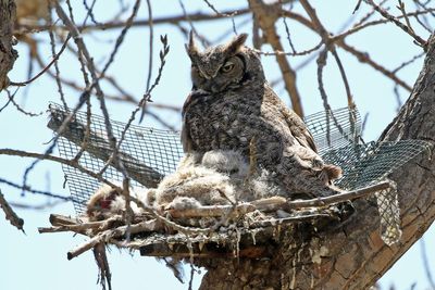 Great Horned Owl 2024-04-09