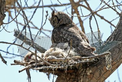 Great Horned Owl 2024-04-09