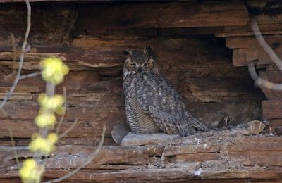 Great Horned Owl 2024-04-24