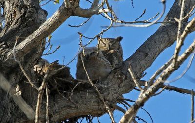 Great Horned Owl 2024-04-30
