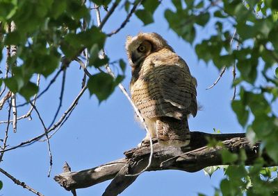 Great Horned Owl 2024-05-19