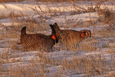 Greater and Lesser Prairie-Chicken 2024-03-26