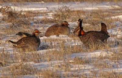 Greater and Lesser Prairie-Chicken 2024-03-26