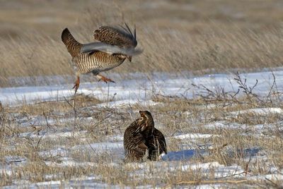 Greater and Lesser Prairie-Chicken 2024-03-26