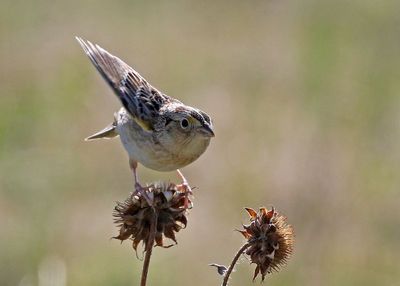 Grasshopper Sparrow 2024-05-19