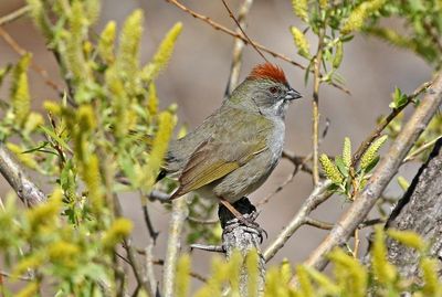 Greent-tailed Towhee 2024-04-30