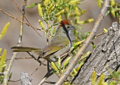 Green-tailed Towhee 2024-04-30