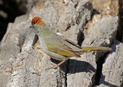 Green-tailed Towhee 2024-04-30
