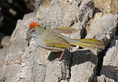 Green-tailed Towhee 2024-04-30