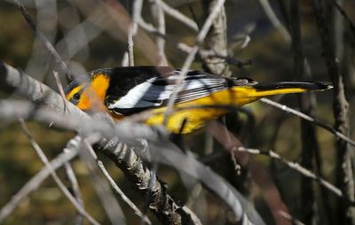 Bullock's Oriole 2024-05-08