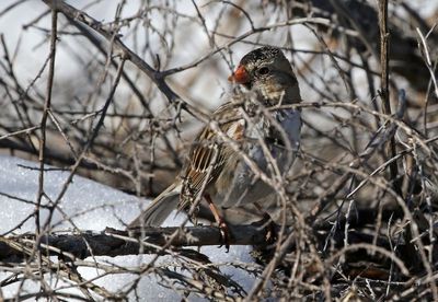 Harris's Sparrow 2024-03-18