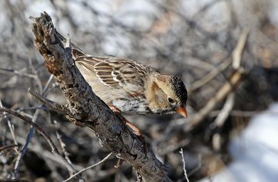 Harris's Sparrow 2024-03-18
